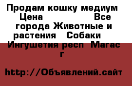 Продам кошку медиум › Цена ­ 6 000 000 - Все города Животные и растения » Собаки   . Ингушетия респ.,Магас г.